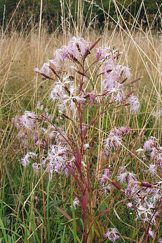 Dianthus superbus